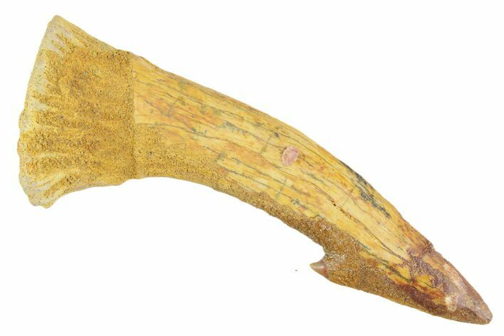 Fossil Sawfish (Onchopristis) Rostral Barb - Morocco #356408